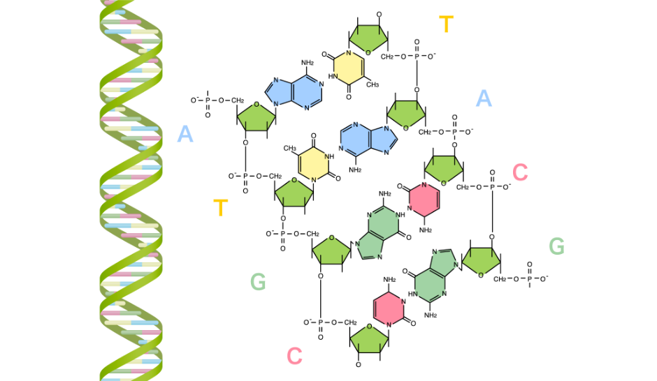 知識を、根拠として使う力をイメージ